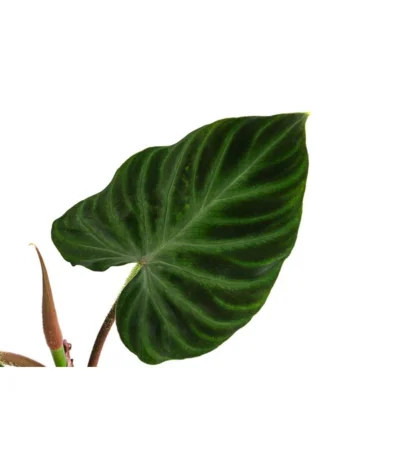 Baumfreund - Philodendron Verrucosum -Haus Pflanzen Welt 8731416 WE DE 001 PhilodendronVerrucosumT12
