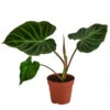 Baumfreund - Philodendron Verrucosum -Haus Pflanzen Welt 8731416 WE FS 001 PhilodendronVerrucosumT12