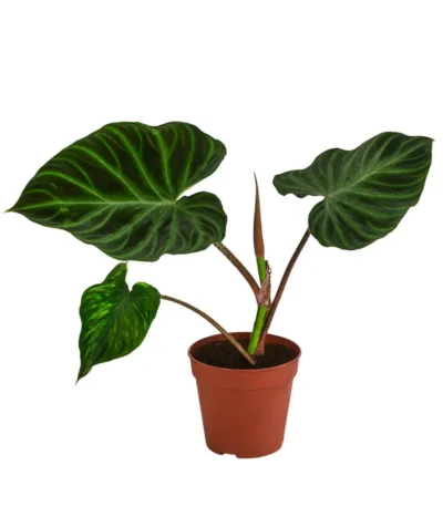 Baumfreund - Philodendron Verrucosum