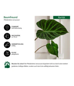 Baumfreund - Philodendron Verrucosum 8 Baumfreund - Philodendron Verrucosum -Haus Pflanzen Welt 8731416 WE IG 001 PhilodendronVerrucosum