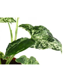 Purpurtute - Syngonium Podophyllum 'Mottled' -Haus Pflanzen Welt 8731432 WE DE 001 PurpurtuteSyngoniumMottledT12