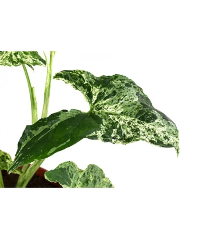 Purpurtute - Syngonium Podophyllum 'Mottled' 9 Purpurtute - Syngonium Podophyllum 'Mottled' -Haus Pflanzen Welt 8731432 WE DE 001 PurpurtuteSyngoniumMottledT12