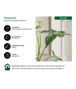 Purpurtute - Syngonium Podophyllum 'Mottled' -Haus Pflanzen Welt 8731432 WE IG 001 PurpurtuteSyngoniumMottled