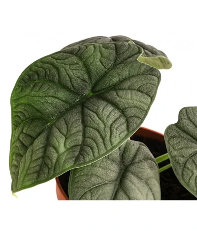Pfeilblatt - Alocasia 'Melo' 7 Pfeilblatt - Alocasia 'Melo' -Haus Pflanzen Welt 8731564 WE DE 001 Alocasia Melo T14