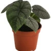 Pfeilblatt - Alocasia 'Melo' -Haus Pflanzen Welt 8731564 WE FS 001 Alocasia Melo T 14
