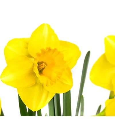 Narzisse 'Lucky Number’ Im Pottburri®-Topf -Haus Pflanzen Welt 8732703 WE DE 001 NarzissenPottburriT12