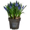 Traubenhyazinthe Im Pottburri®-Topf -Haus Pflanzen Welt 8732711 WE FS 001 MuscariBlauPottburriTraubenhyazintheT12cm
