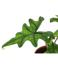 Pfeilblatt - Alocasia 'Jacklyn' -Haus Pflanzen Welt 8732760 WE DE 001 PfeilblattJacklynT14