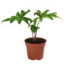 Pfeilblatt - Alocasia 'Jacklyn' 1 Pfeilblatt - Alocasia 'Jacklyn' -Haus Pflanzen Welt 8732760 WE FS 001 PfeilbattJacklyn