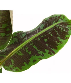 Banane 'Dwarf Cavendish' -Haus Pflanzen Welt 8735920 PR DE 001 BananeMusaCavendishT21DehnerExpressHerzig