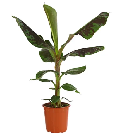 Banane 'Dwarf Cavendish'