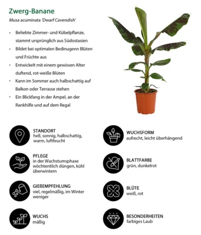 Banane 'Dwarf Cavendish' 10 Banane 'Dwarf Cavendish' -Haus Pflanzen Welt 8735920 WE IG 001 ZwergBanane