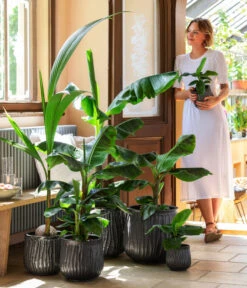 Banane 'Dwarf Cavendish' -Haus Pflanzen Welt 8735920 WE MO 001 MusaCavendischT21 1