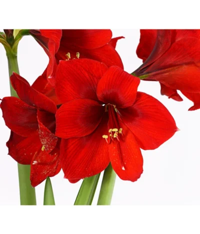 Amaryllis - Hippeastrum-Hybride, Zweitriebig, Sonderfarben 26 Amaryllis - Hippeastrum-Hybride, Zweitriebig, Sonderfarben -Haus Pflanzen Welt 8736175 PR DE 001 AmaryllisHippeastrum2TrieberSofaT13DehnerExpressHerzig