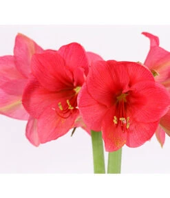 Amaryllis - Hippeastrum-Hybride, Zweitriebig, Sonderfarben -Haus Pflanzen Welt 8736175 PR DE 002 AmaryllisHippeastrum2TrieberSofaT13DehnerExpressHerzig