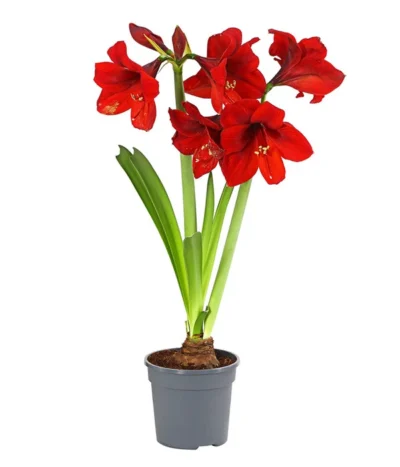 Amaryllis - Hippeastrum-Hybride, Zweitriebig, Sonderfarben 20 Amaryllis - Hippeastrum-Hybride, Zweitriebig, Sonderfarben -Haus Pflanzen Welt 8736175 PR FS 001 AmaryllisHippeastrum2TrieberSofaT13DehnerExpressHerzig