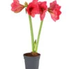 Amaryllis - Hippeastrum-Hybride, Zweitriebig, Sonderfarben 1 Amaryllis - Hippeastrum-Hybride, Zweitriebig, Sonderfarben -Haus Pflanzen Welt 8736175 PR FS 002 AmaryllisHippeastrum2TrieberSofaT13DehnerExpressHerzig