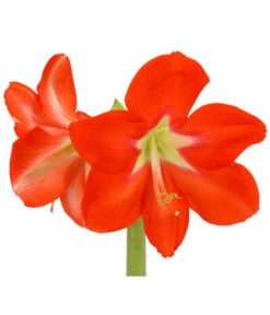 Amaryllis - Hippeastrum-Hybride, Zweitriebig, Sonderfarben -Haus Pflanzen Welt 8736175 WE DE 001 HippeastrumAmaryllis2TrSofaHerzig