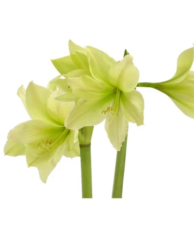 Amaryllis - Hippeastrum-Hybride, Zweitriebig, Sonderfarben 23 Amaryllis - Hippeastrum-Hybride, Zweitriebig, Sonderfarben -Haus Pflanzen Welt 8736175 WE DE 002 HippeastrumWeissAmaryllis2TrSofaHerzig