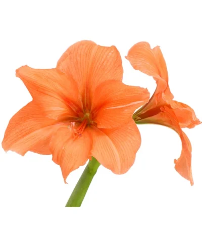 Amaryllis - Hippeastrum-Hybride, Zweitriebig, Sonderfarben 21 Amaryllis - Hippeastrum-Hybride, Zweitriebig, Sonderfarben -Haus Pflanzen Welt 8736175 WE DE 003 HippeastrumAmaryllis2TrSofaHerzig