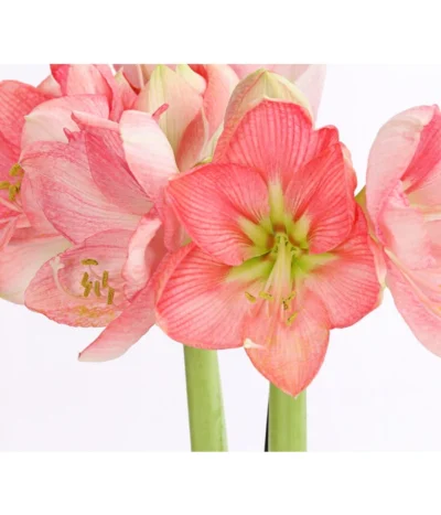 Amaryllis - Hippeastrum-Hybride, Zweitriebig, Sonderfarben 25 Amaryllis - Hippeastrum-Hybride, Zweitriebig, Sonderfarben -Haus Pflanzen Welt 8736175 WE DE 004 AmaryllisRosaSofHippeastrum2TrieberRosaDehnerExpressHerzig