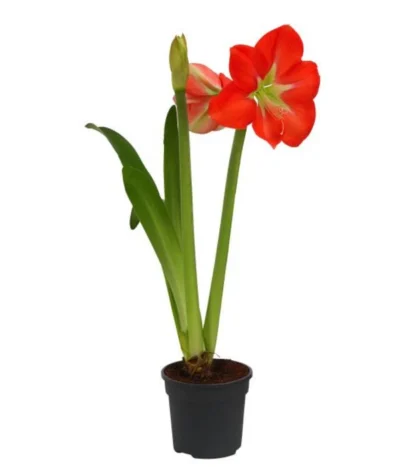 Amaryllis - Hippeastrum-Hybride, Zweitriebig, Sonderfarben 17 Amaryllis - Hippeastrum-Hybride, Zweitriebig, Sonderfarben -Haus Pflanzen Welt 8736175 WE FS 001 HippeastrumAmaryllis2TrSofa