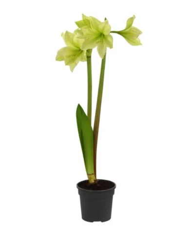 Amaryllis - Hippeastrum-Hybride, Zweitriebig, Sonderfarben 19 Amaryllis - Hippeastrum-Hybride, Zweitriebig, Sonderfarben -Haus Pflanzen Welt 8736175 WE FS 002 HippeastrumAmaryllis2TrSofa