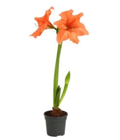 Amaryllis - Hippeastrum-Hybride, Zweitriebig, Sonderfarben -Haus Pflanzen Welt 8736175 WE FS 003 HippeastrumAmaryllis2TrSofa