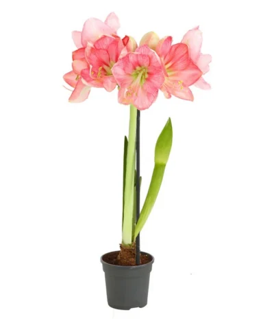 Amaryllis - Hippeastrum-Hybride, Zweitriebig, Sonderfarben 18 Amaryllis - Hippeastrum-Hybride, Zweitriebig, Sonderfarben -Haus Pflanzen Welt 8736175 WE FS 004 HippeastrumAmaryllis2TrSofaRosa