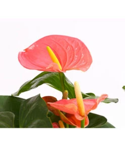 Große Flamingoblume - Anthurium Andreanum 'Adios', Verschiedene Sorten -Haus Pflanzen Welt 8736266 WE DE 001 AnthurieAnthuriumAdios5FarbmixT17DehnerExpressHerzig