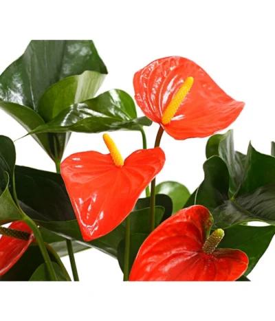 Große Flamingoblume - Anthurium Andreanum 'Adios', Verschiedene Sorten -Haus Pflanzen Welt 8736266 WE DE 002 AnthurieAnthuriumAdios5FarbmixT17DehnerExpressHerzig
