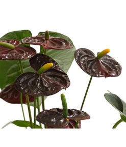 Große Flamingoblume - Anthurium Andreanum 'Adios', Verschiedene Sorten -Haus Pflanzen Welt 8736266 WE DE 003 AnthurieAnthuriumAdios5FarbmixT17DehnerExpressHerzig