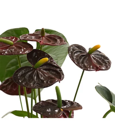 Große Flamingoblume - Anthurium Andreanum 'Adios', Verschiedene Sorten -Haus Pflanzen Welt 8736266 WE DE 003 AnthurieAnthuriumAdios5FarbmixT17DehnerExpressHerzig