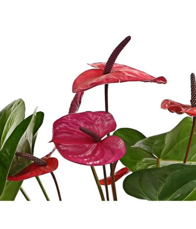 Große Flamingoblume - Anthurium Andreanum 'Adios', Verschiedene Sorten -Haus Pflanzen Welt 8736266 WE DE 004 AnthurieAnthuriumAdios5FarbmixT17DehnerExpressHerzig