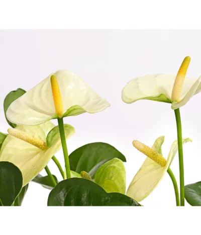 Große Flamingoblume - Anthurium Andreanum 'Adios', Verschiedene Sorten -Haus Pflanzen Welt 8736266 WE DE 005 AnthurieAnthuriumAdios5FarbmixT17DehnerExpressHerzig