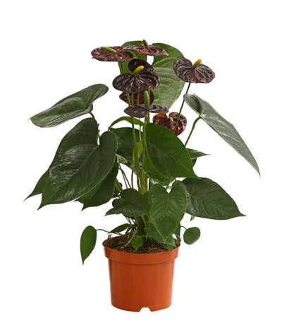 Große Flamingoblume - Anthurium Andreanum 'Adios', Verschiedene Sorten -Haus Pflanzen Welt 8736266 WE FS 003 AnthurieAnthuriumAdios5FarbmixT17DehnerExpressHerzig