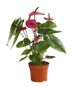 Große Flamingoblume - Anthurium Andreanum 'Adios', Verschiedene Sorten -Haus Pflanzen Welt 8736266 WE FS 004 AnthurieAnthuriumAdios5FarbmixT17DehnerExpressHerzig