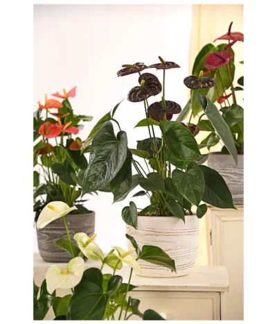 Große Flamingoblume - Anthurium Andreanum 'Adios', Verschiedene Sorten -Haus Pflanzen Welt 8736266 WE MO 001 AnthurieAnthuriumAdios5FarbmixT17DehnerExpressHerzig