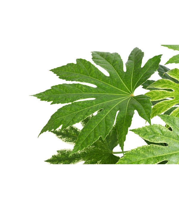 Zimmeraralie - Fatsia Japonica Variegata 'Spider's Web' 4 Zimmeraralie - Fatsia Japonica Variegata 'Spider's Web' – Bild 2