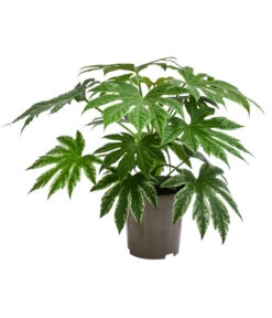 Zimmeraralie - Fatsia Japonica Variegata 'Spider's Web'