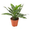 Kolbenfaden - Aglaonema -Haus Pflanzen Welt 8738114 BildFS 001 AglaonemeAglaonemaMix