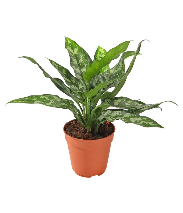 Kolbenfaden - Aglaonema 3 Kolbenfaden - Aglaonema