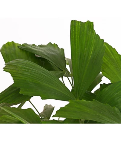 Fischschwanzpalme - Caryota Mitis -Haus Pflanzen Welt 8738189 PR DE 001 FischschwanzpalmeCaryotaMitisT21DehnerExpressHerzig