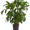 Fischschwanzpalme - Caryota Mitis -Haus Pflanzen Welt 8738189 PR FS 001 FischschwanzpalmeCaryotaMitisT21DehnerExpressHerzig