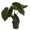 Pfeilblatt - Alocasia Baginda 'Pink Dragon'