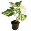 Fensterblatt - Monstera Deliciosa 'Variegata', Panaschiert -Haus Pflanzen Welt 8742181 WE FS 001 FensterblattMonsteraVariegataT12