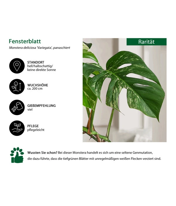 Fensterblatt - Monstera Deliciosa 'Variegata', Panaschiert 5 Fensterblatt - Monstera Deliciosa 'Variegata', Panaschiert – Bild 3