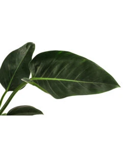 Baumfreund - Philodendron 'Congo Millions' -Haus Pflanzen Welt 8742199 WE DE 001 PhiloCongoMillionsT19