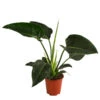 Baumfreund - Philodendron 'Congo Millions' 2 Baumfreund - Philodendron 'Congo Millions' -Haus Pflanzen Welt 8742199 WE FS 001 PhiloCongoMillionsT19