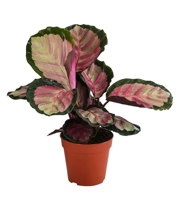 Korbmarante - Calathea Roseopicta 'Silvia' 3 Korbmarante - Calathea Roseopicta 'Silvia'